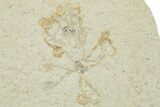 Three Floating Crinoid (Saccocoma) Fossils - Solnhofen Limestone #353569-2